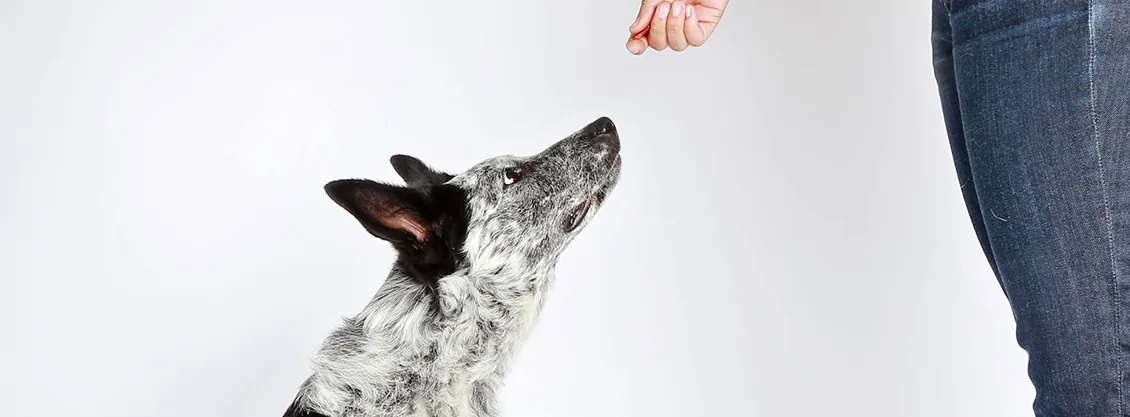 Perro mirando un premio, campaña de Tasty Bites