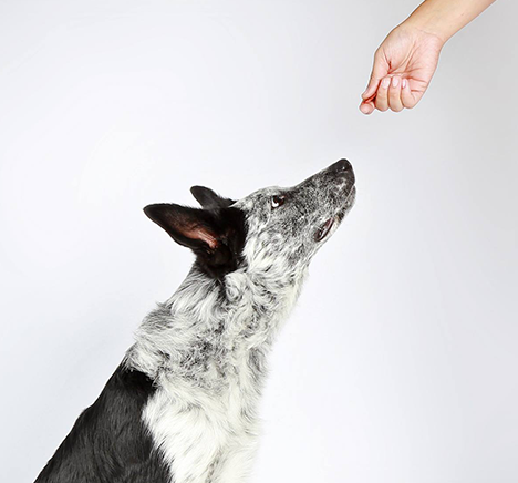 Mano ofreciendo un premio a un perro